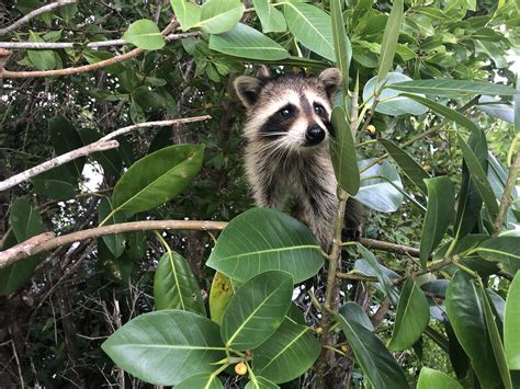 Found this baby raccoon eating berries in the mangroves : r/babyanimals