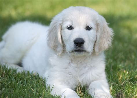 Homeward Bound Golden Retriever Rescue – Gardens For Goldens