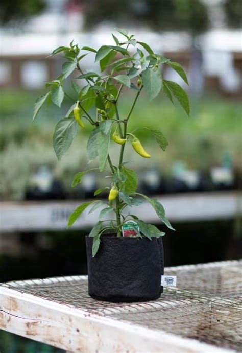 Coltivare Peperoni E Peperoncini Sul Balcone Odc