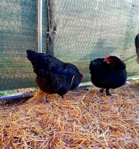 Poule Marans Noire à Camail Cuivré Coco Eco