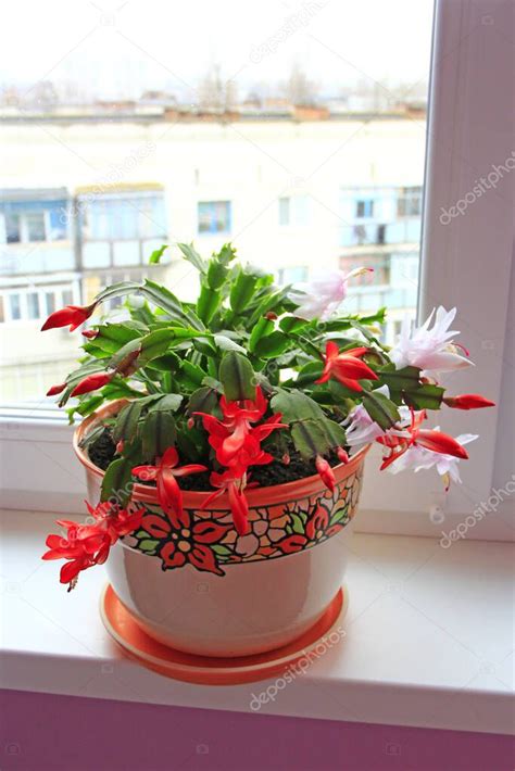 Hermosas Flores Rojas De Schlumbergera Floreciendo En Maceta En El