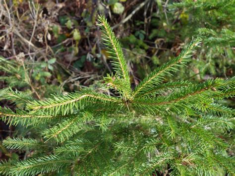 Fichte Picea Abies Mein Wildkräuterglück Carola Reischl