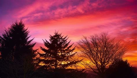 Sunset Trees Stock Photos, Images and Backgrounds for Free Download