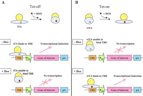 The Tet System The Tet System Can Be Used To Conditionally Activate