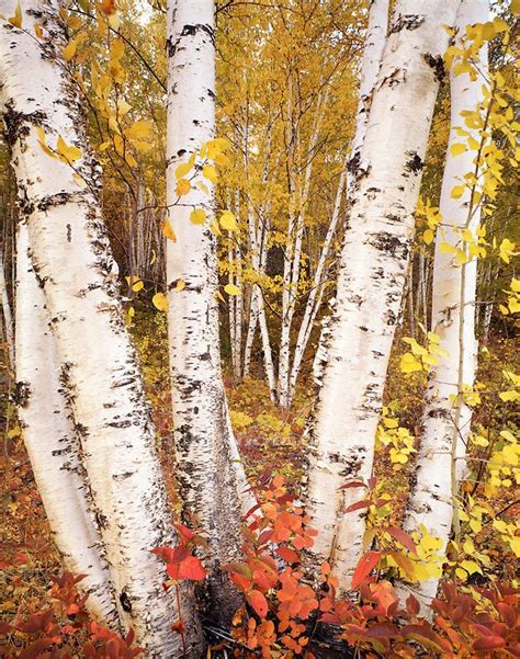 Birch Trees Native To Michigan Herculean Blogsphere Sales Of Photos