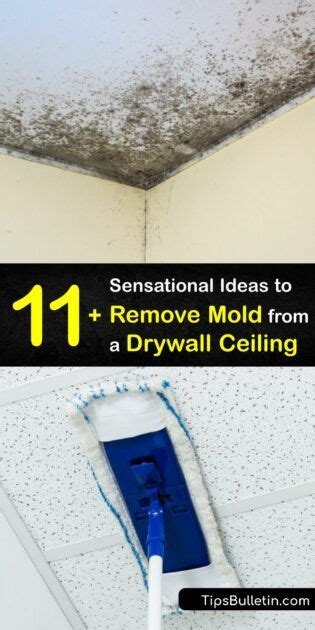 11 Sensational Ideas To Remove Mold From A Drywall Ceiling Mold