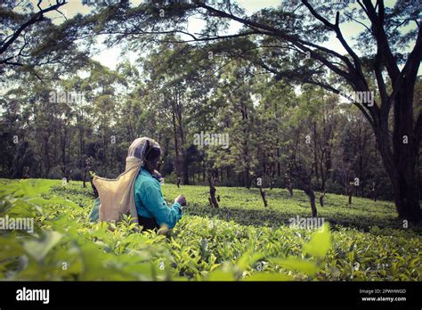 A Woman Picking Tea Leaves Stock Photo Alamy