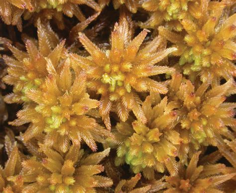 Sphagnum Pulchrum Lindberg Warnstorf Alaska