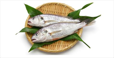 Fresh Silver Croaker Fish At Best Price In Ratnagiri Jeelani Marine