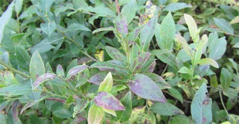 Blueberry | Diseases and Pests, Description, Uses, Propagation