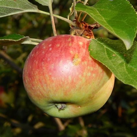 Яблоня «Елена» — описание, фото и характеристики сорта