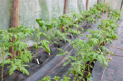 Aussaat Anbau Und Kultur Von Tomaten Tomatensorte