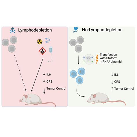 Efficient T Cell Adoptive Transfer In Lymphoreplete Hosts Mediated By