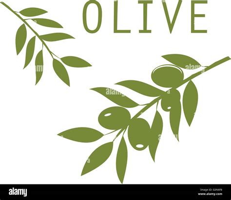 Vector Olive Branches Green Silhouettes Stock Vector Image Art Alamy