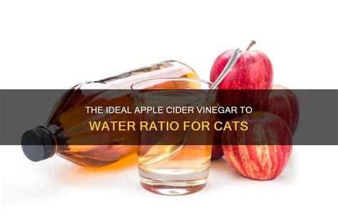 The Ideal Apple Cider Vinegar To Water Ratio For Cats | PetShun