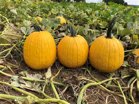 Lemonade Pumpkin Treated Seed Seedway