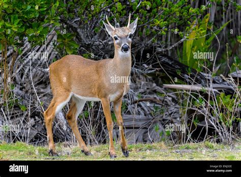 Odocoileus Virginianus Hi Res Stock Photography And Images Alamy