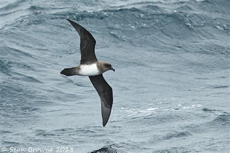 Atlantic Petrel Pterodroma Incerta A Photo On Flickriver