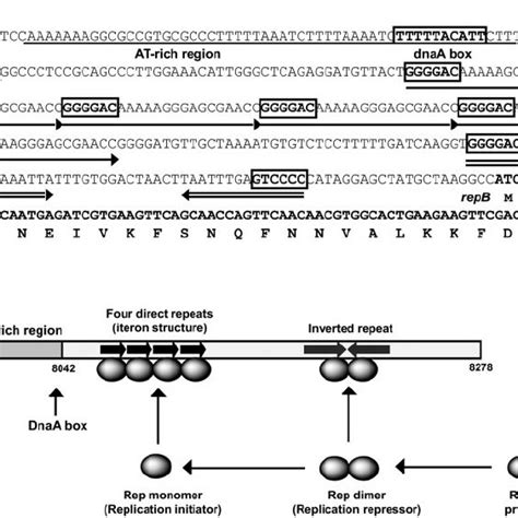 Orf And Restriction Enzyme Maps Of Plasmids Pdojh10l A And Pdojh10s