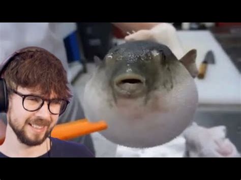 Pufferfish Eating Carrot Youtube