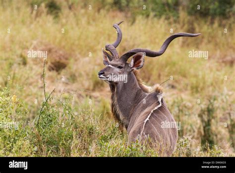 Greater Kudu Tragelaphus Strepsiceros Male With Large Horns Kruger