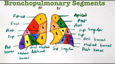 Lungs Bronchopulmonary segments - YouTube