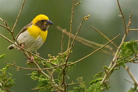 The Baya Weaver Ploceus Philippinus Flocks Of These Birds Are Found In Grasslands Cultivated