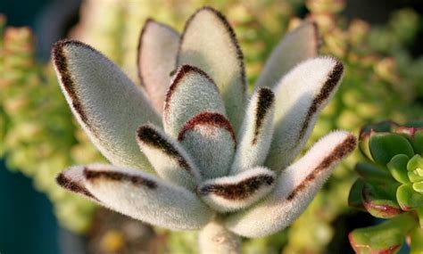 Suculenta Orelha De Gato Como Cuidar Desta Planta Linda Passo A Passo