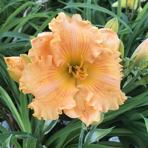 Rainbow Rhythm® Orange Smoothie Hemerocallis Garden Crossings