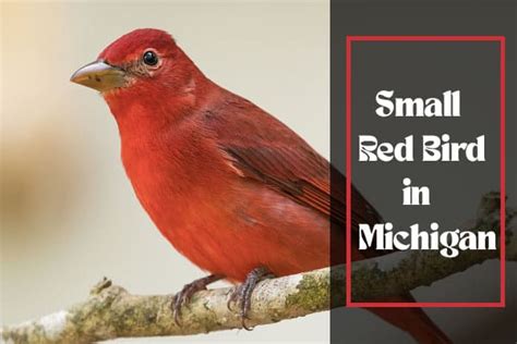 How Many Red Birds In Michigan Archives All Bird Species