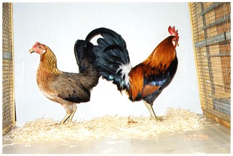 Red Junglefowl - Rare Breed Chicks for Sale | Cackle Hatchery®