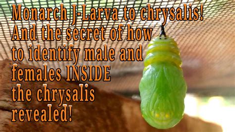 Monarch J Larva Explainedhow To Determine Sex Of A Chrysalisand The Story Of The