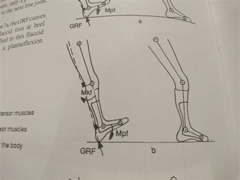 Biomechanics And Gait Assessmentl Flashcards Quizlet