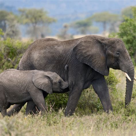 Days Safari To Mikumi Udzungwa National Parks From Dar Es Salaam