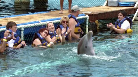 Introducir 69 Imagen Dolphin Encounter Cozumel Mexico Abzlocal Mx