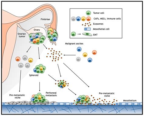 Wnt Signaling In Ovarian Cancer Stemness EMT And Therapy Resistance