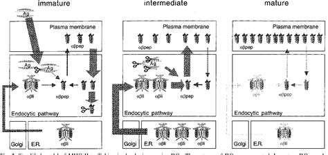 Figure 2 From Multiple Roles Of The Invariant Chain In MHC Class II