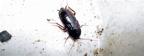 Identify Cockroach Bites - Cockroach Removal | JG Pest Control