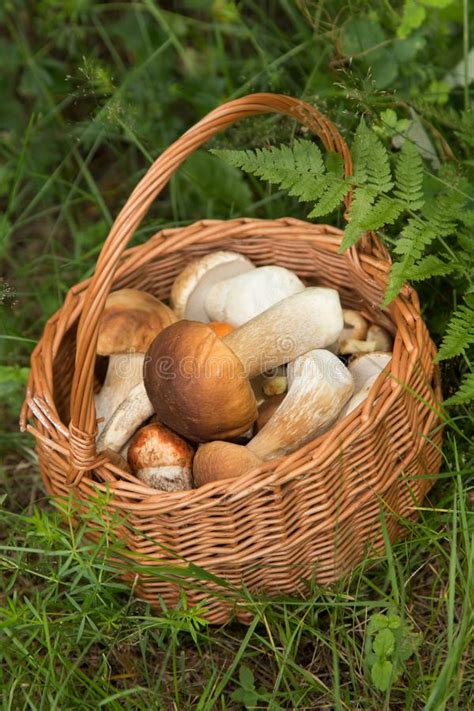 Edible Mushrooms Porcini In Basket In Forest Nature Stock Photo