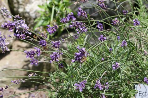 Lavandula Angustifolia Imperial Gem Plantentuin Esveld