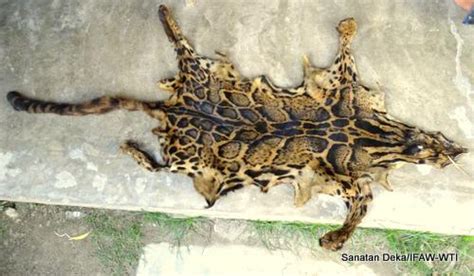 Clouded Leopard Skin Seized In Assam Wildlife Trust Of India