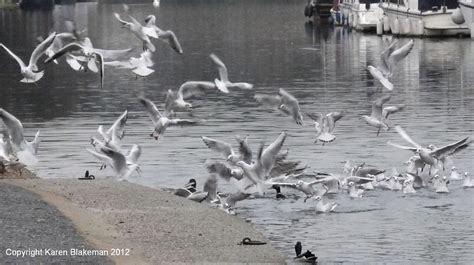 January 24th 2012 Gulls Feeding On The Thames Karen Blakeman Flickr