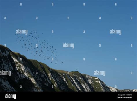 A Flock Of Birds Soars Above The Iconic White Cliffs Of Dover Uk They