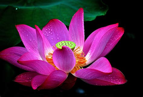 Picture Pink Color Drops Flower Lotus Flower Closeup