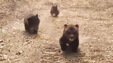 Orphaned Brown Bear Cubs Rescued in Russian Forest - The Moscow Times