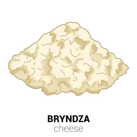 Premium Vector Bryndza Sheep Cheese Colorful Vector Illustration