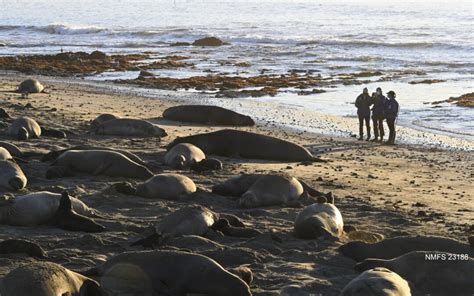 Researchers search for a female elephant seal that has just returned ...