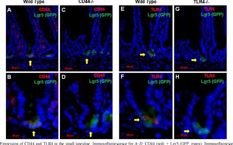 Pdf Cd And Tlr Mediate Hyaluronic Acid Regulation Of Lgr Stem