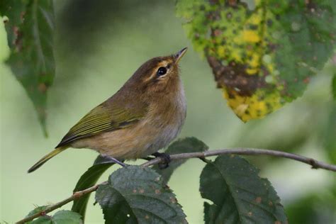 Brown Woodland Warbler Holmen Birding Safaris