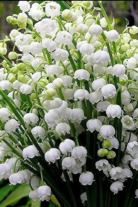 muguet